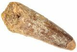 Bargain, Spinosaurus Tooth - Real Dinosaur Tooth #191335-1
